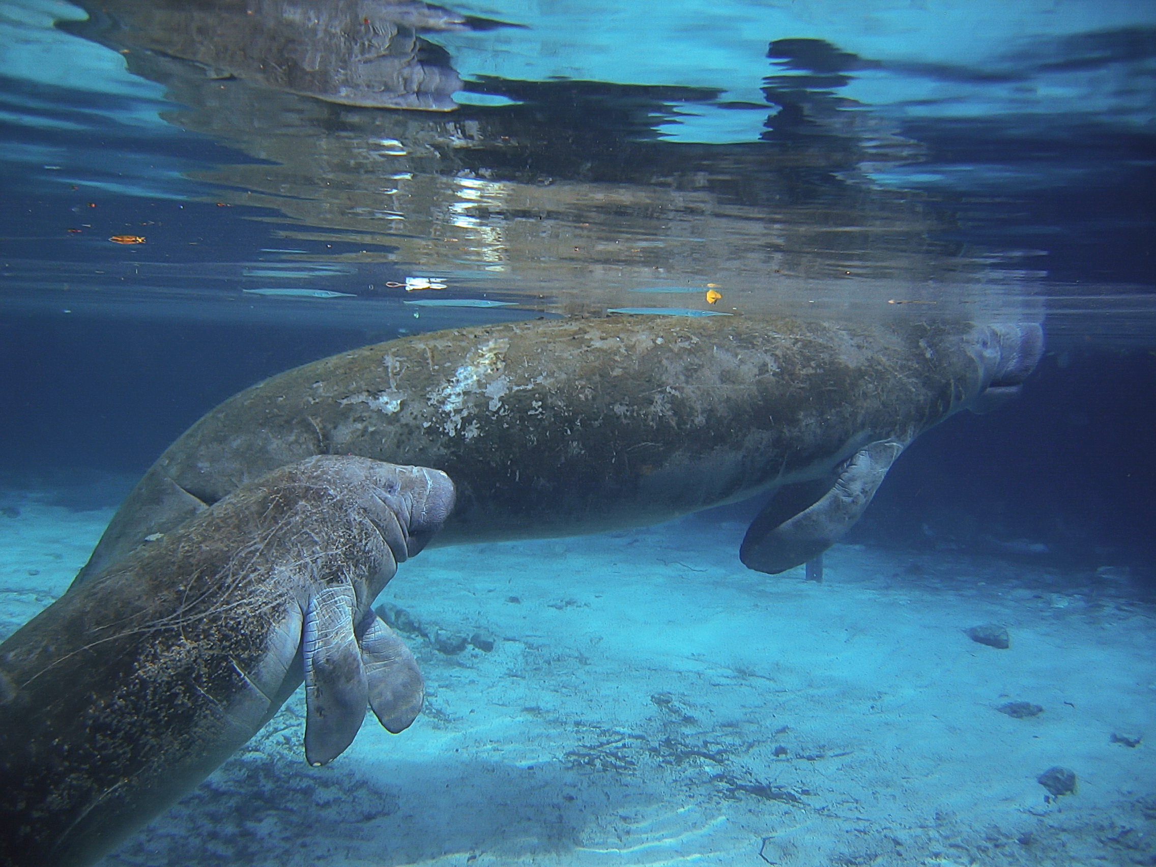 Crystal River Manatee