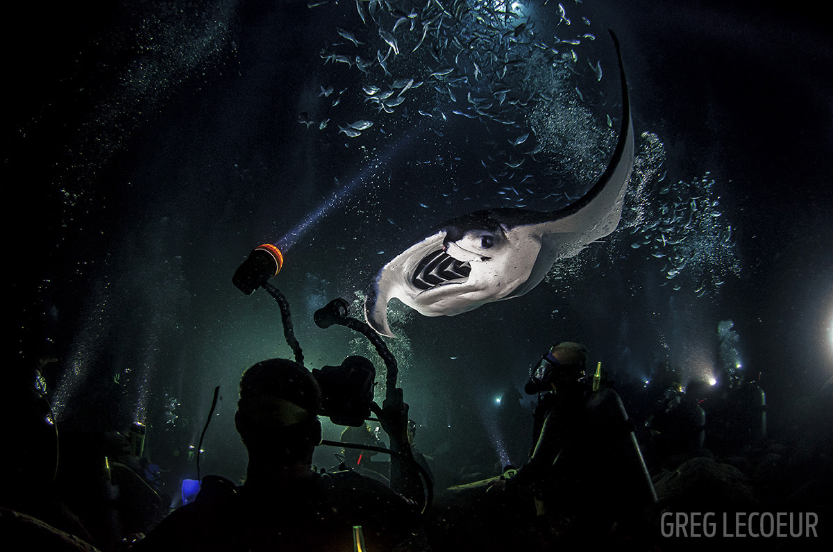 manta night dive