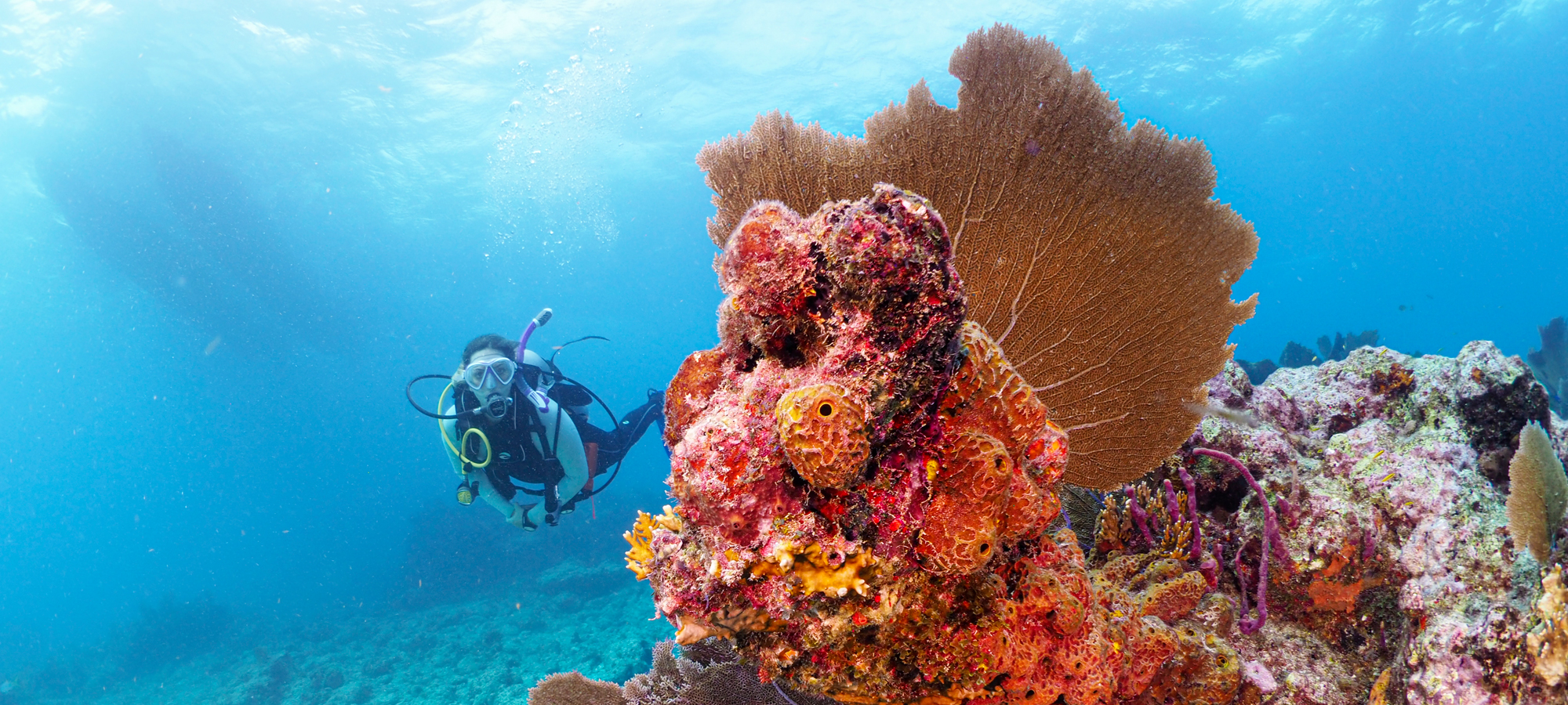 Diver Underwater Key Largo