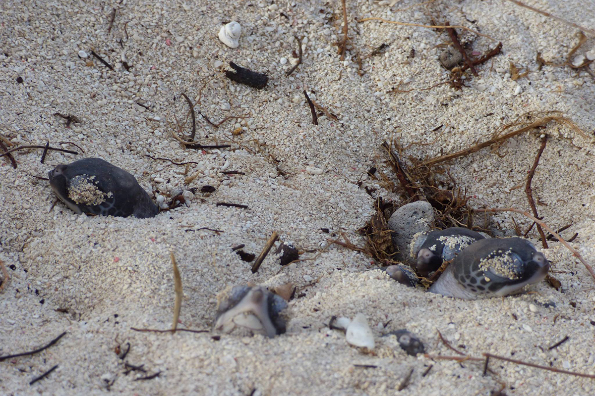 Sea turtles hatching