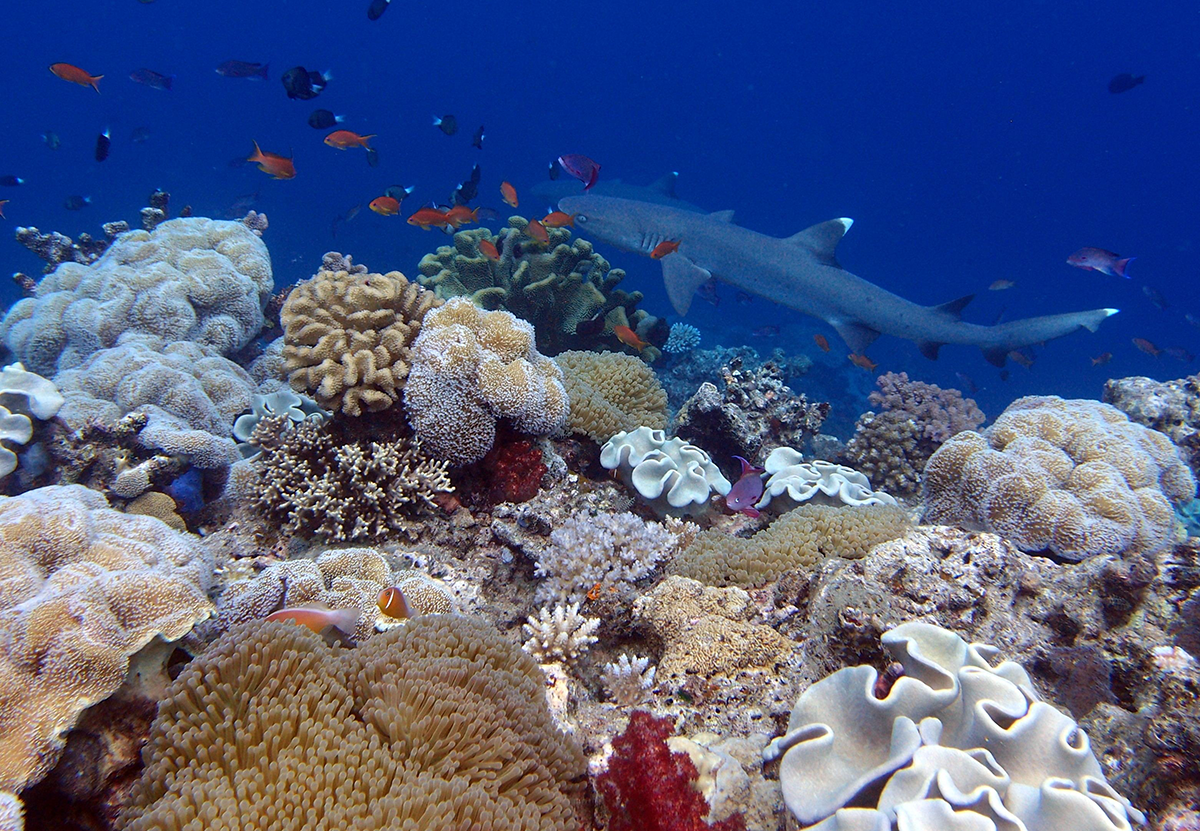 whitetip reef shark