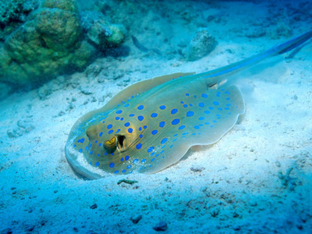 Cozumel marine life