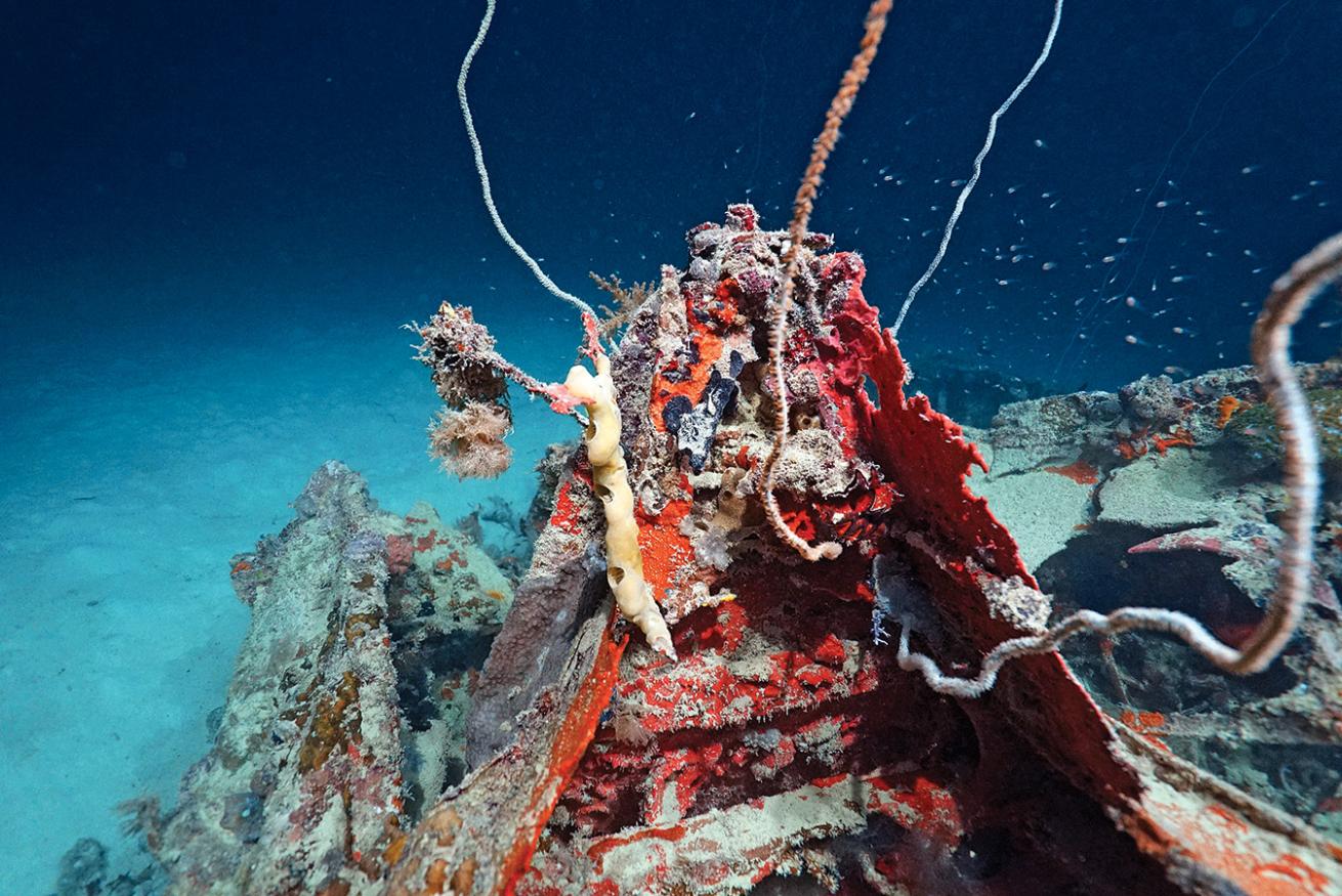 TBM-1C Avenger WWII plane discovered in Palau