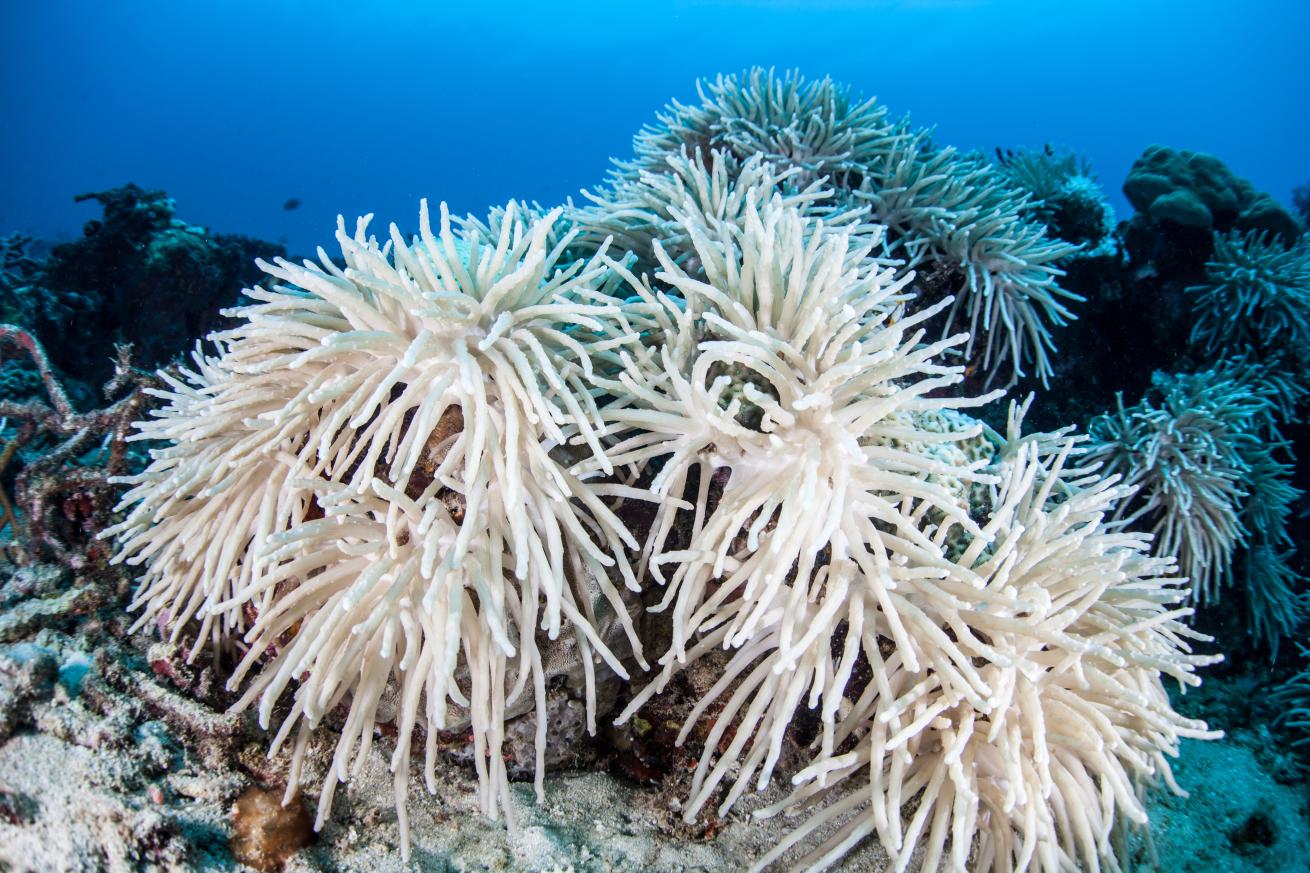 coral bleaching