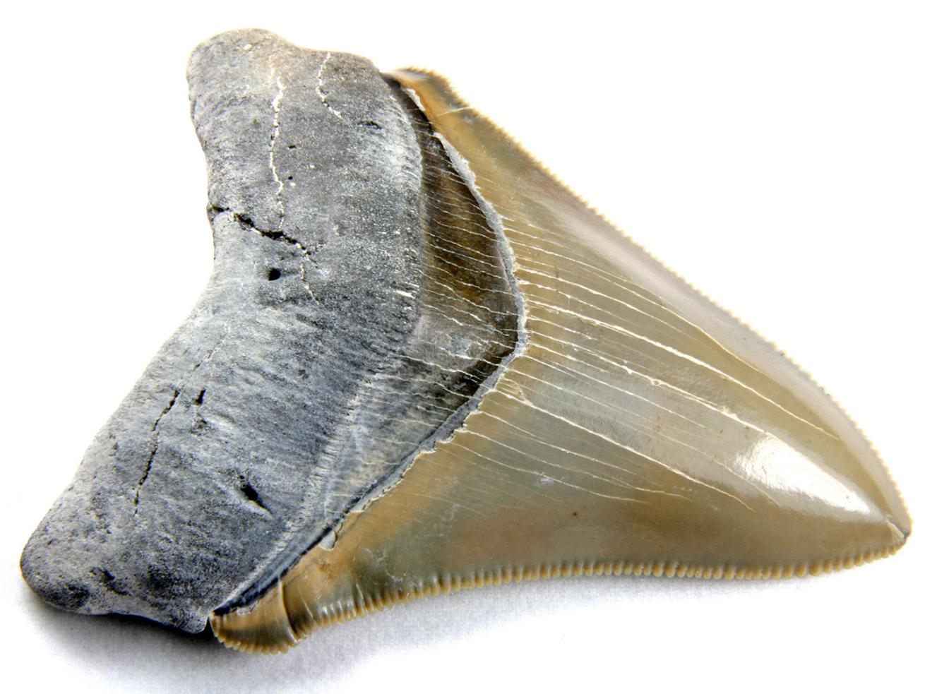 megalodon tooth