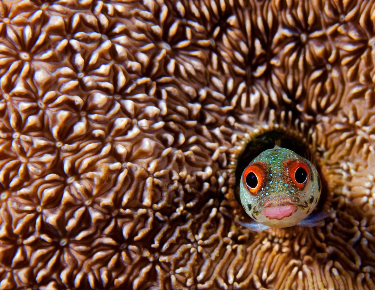 tube blenny in its coral burrow