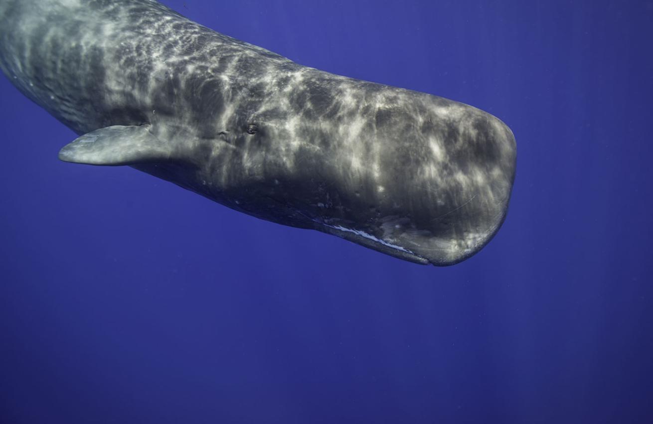 sperm whale