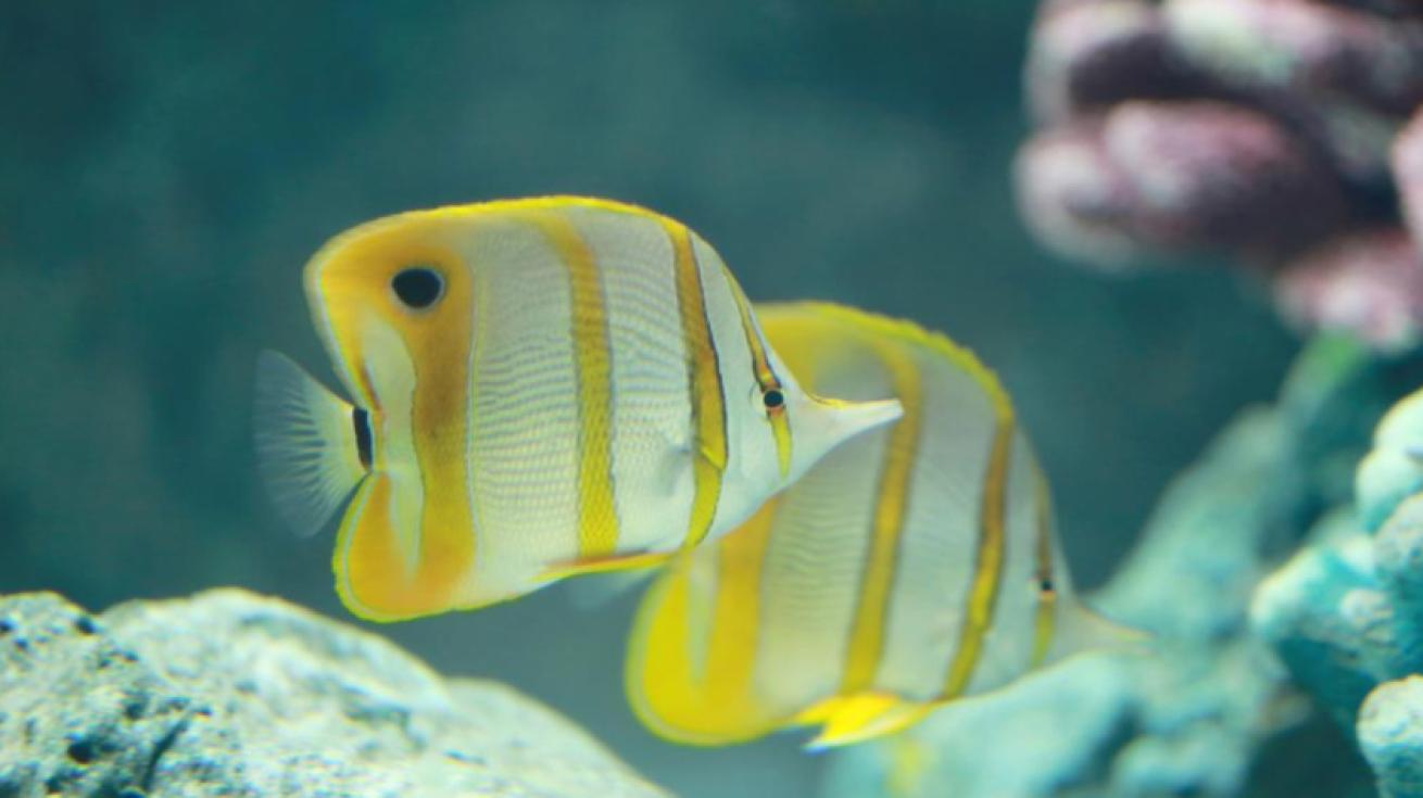 Copperband butterflyfish