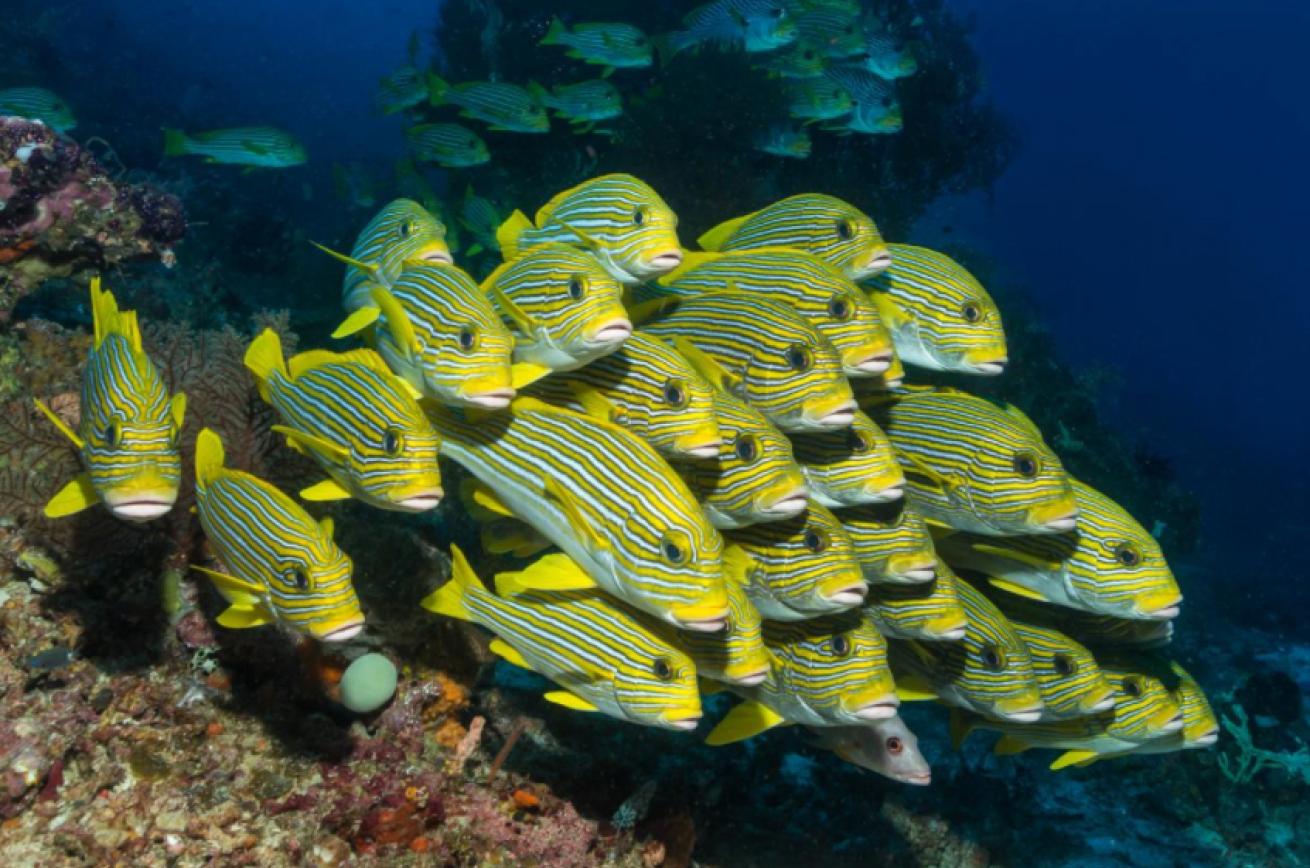 Reef Fish