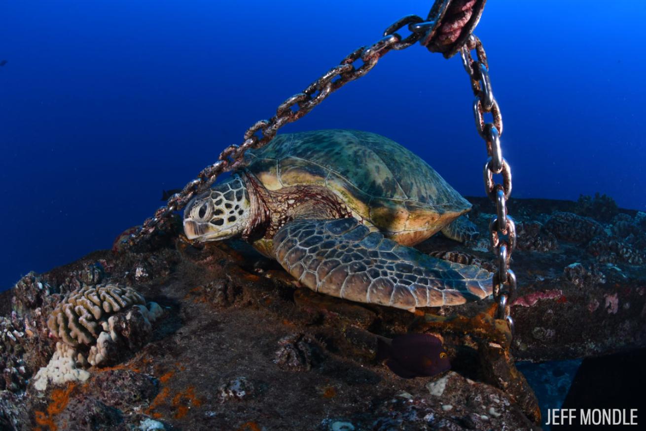 Hawaiian sea turtle