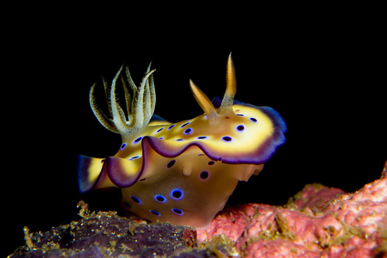 Chromodoris kuniei nudibranch