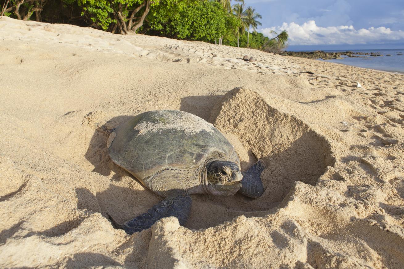 sea turtle nesting