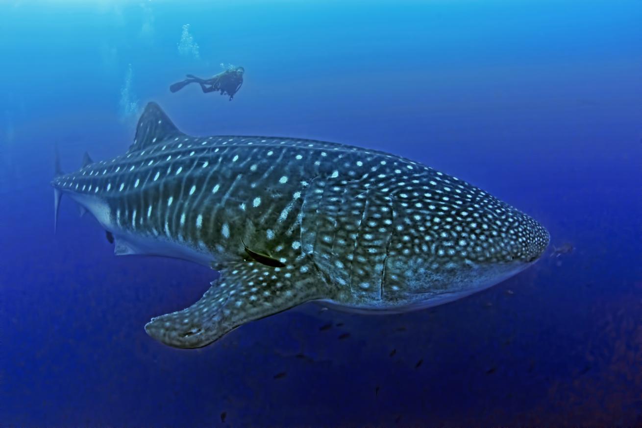 whale shark scuba diving