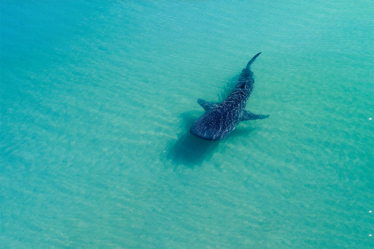 Whale shark