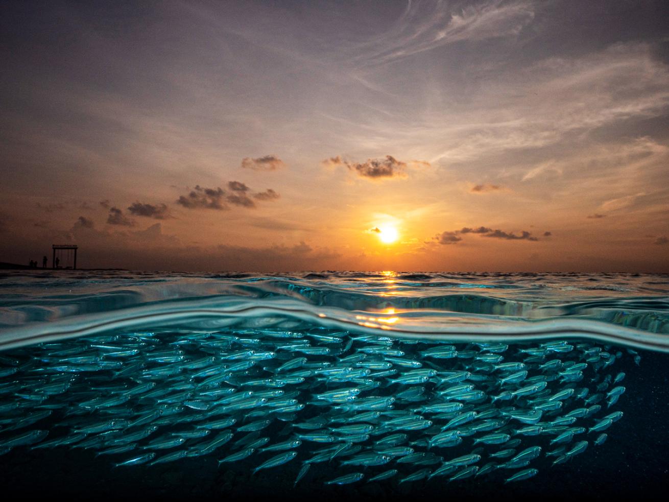 umeedmistry_sardines_maldives_scubadivingmagazine.septemberoctober2021