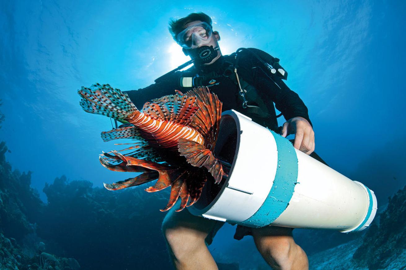 lionfish reef derby invasive species florida