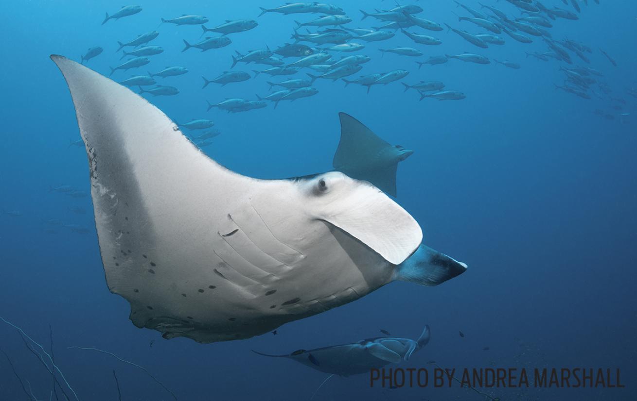 manta ocean swim reef dive mozambique