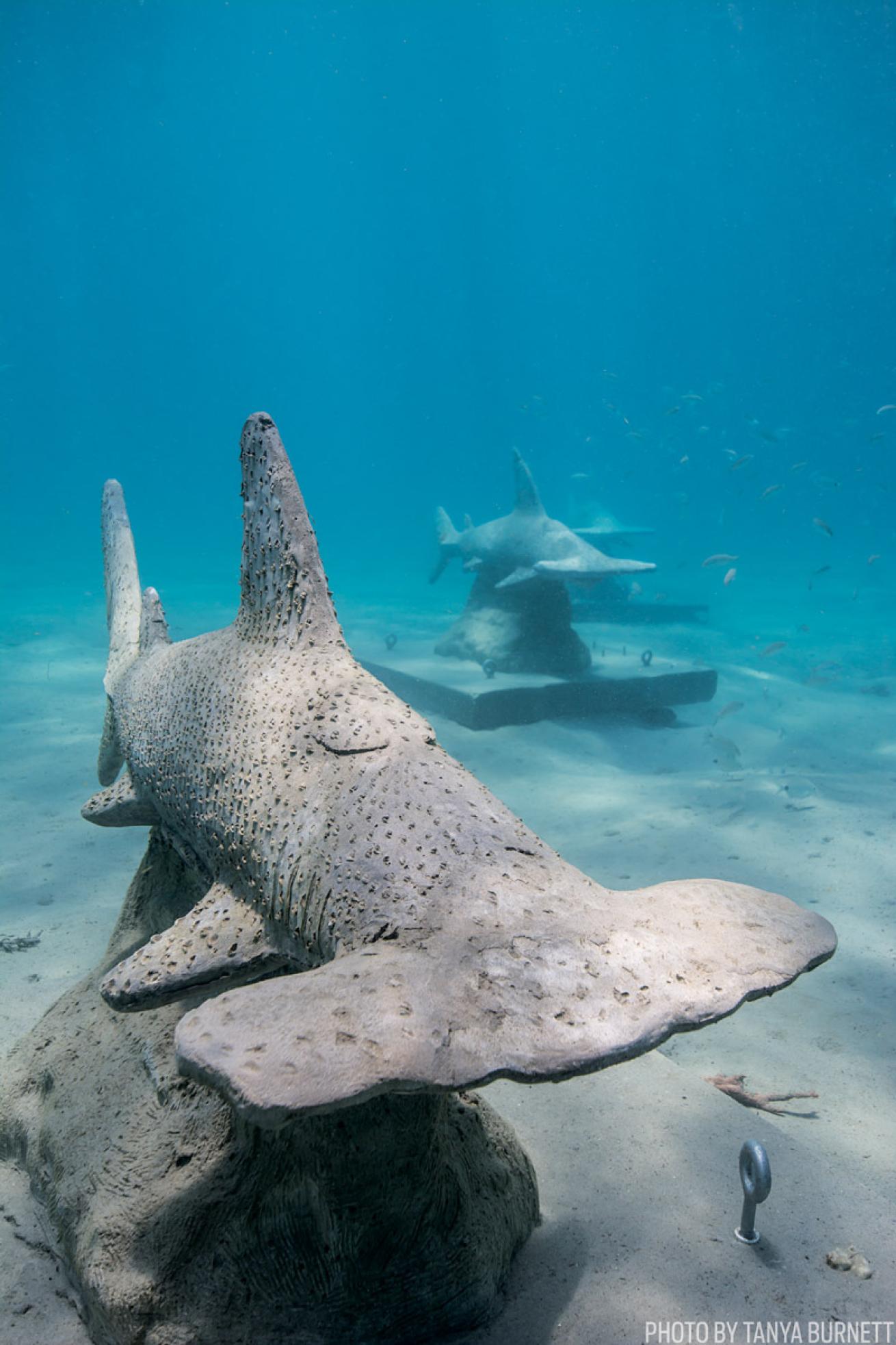 Statues of Hammerhead sharks at Blue Heron Bridge 