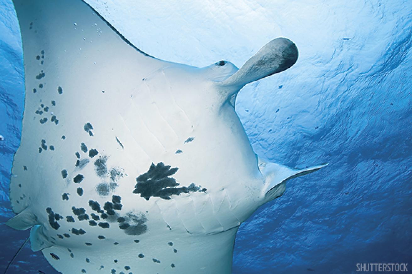 Manta Ray Underwater