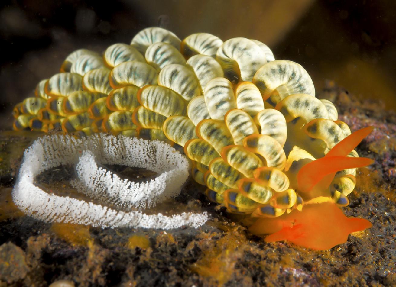 Underwater Photo of a Nudibranch