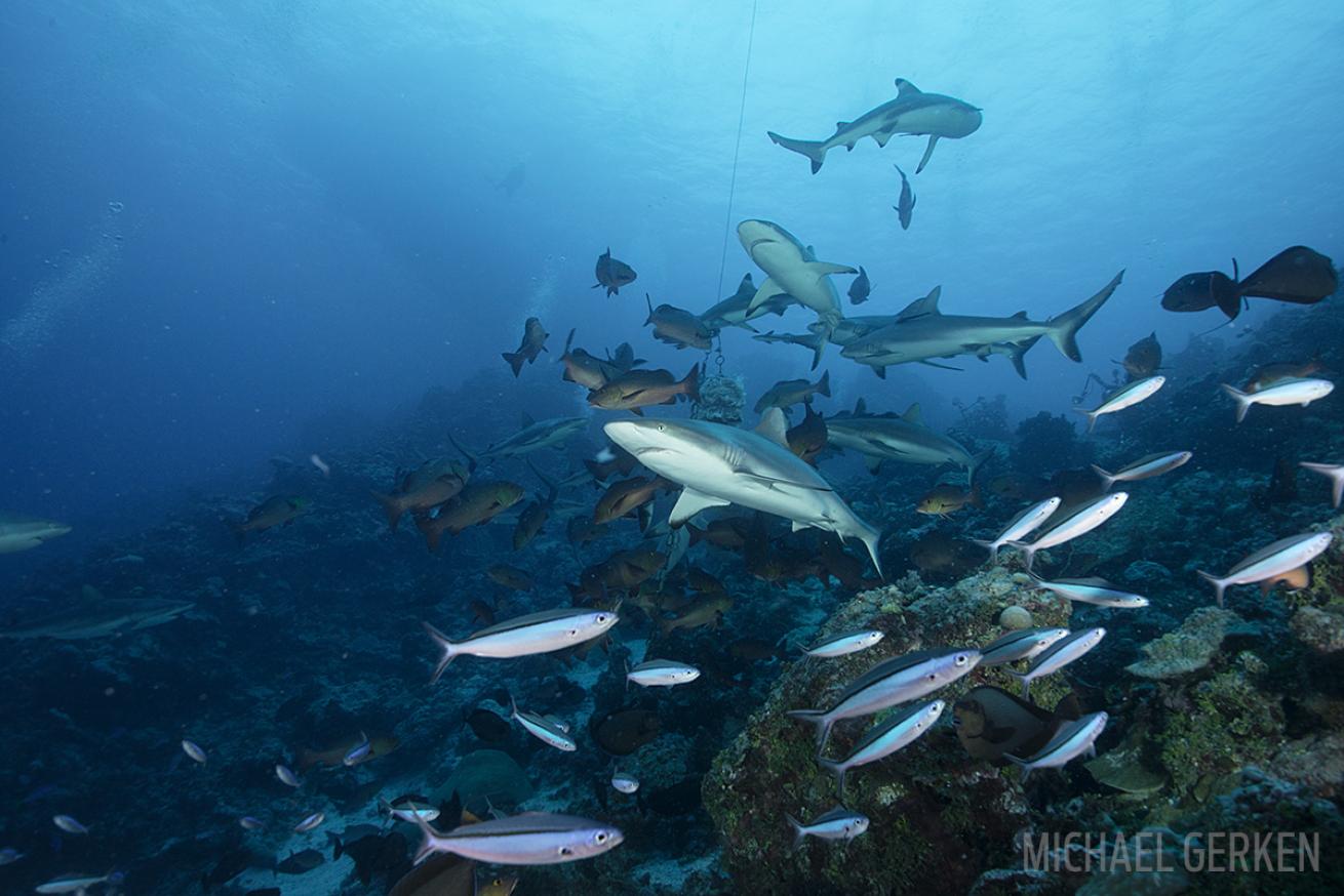 Sharks underwater in Truk Lagoon Scuba Diving