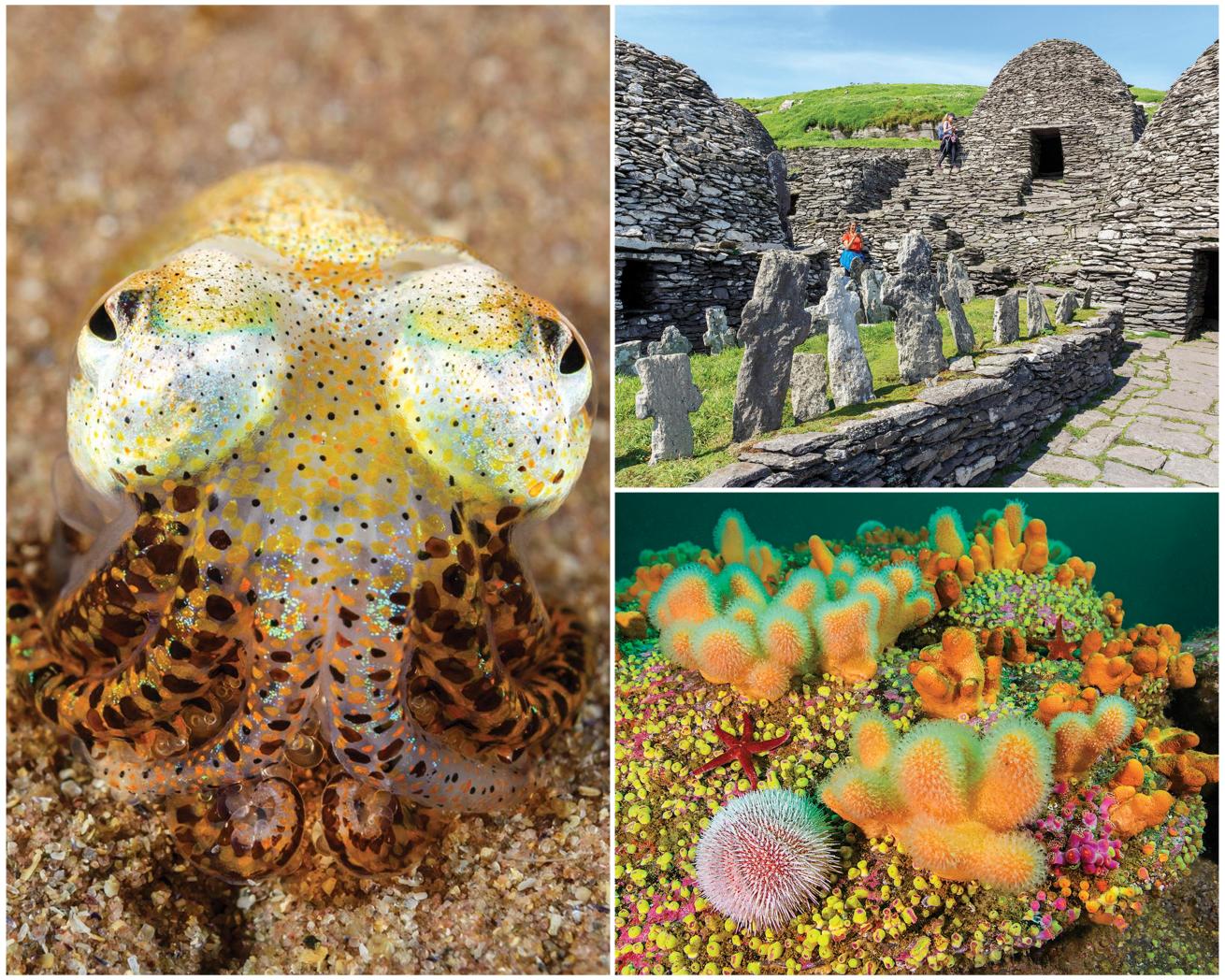 Clockwise from left: A minuscule bobtail squid rests on the sand; beehiveshaped monastic huts and a graveyard on Skellig Michael; dead man’s fingers, jewel anemones, a sea urchin
and bloody Henry sea star on a pinnacle off Valentia Island on Ireland’s western coast.