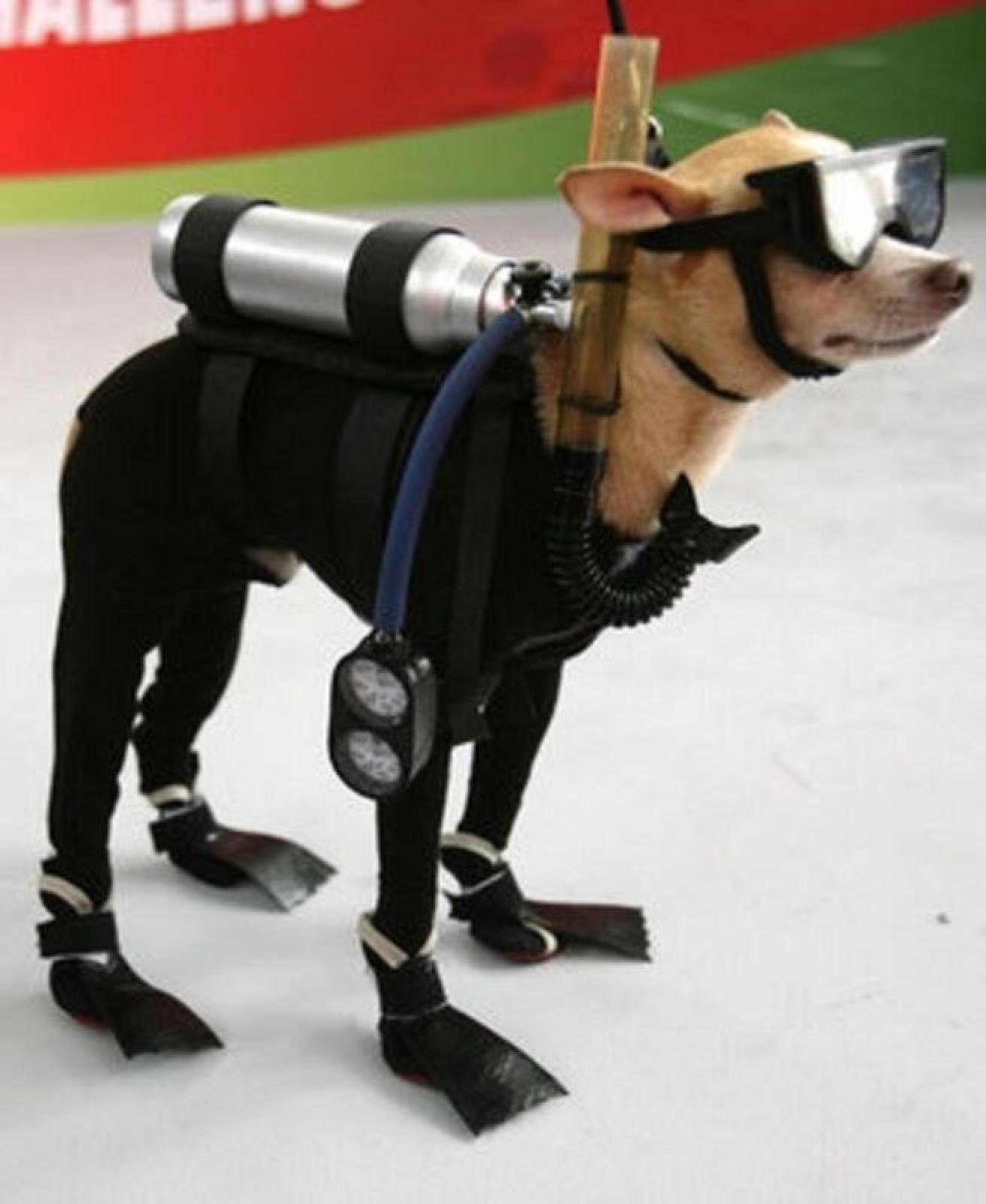 Scuba Diver Dog Halloween Costume