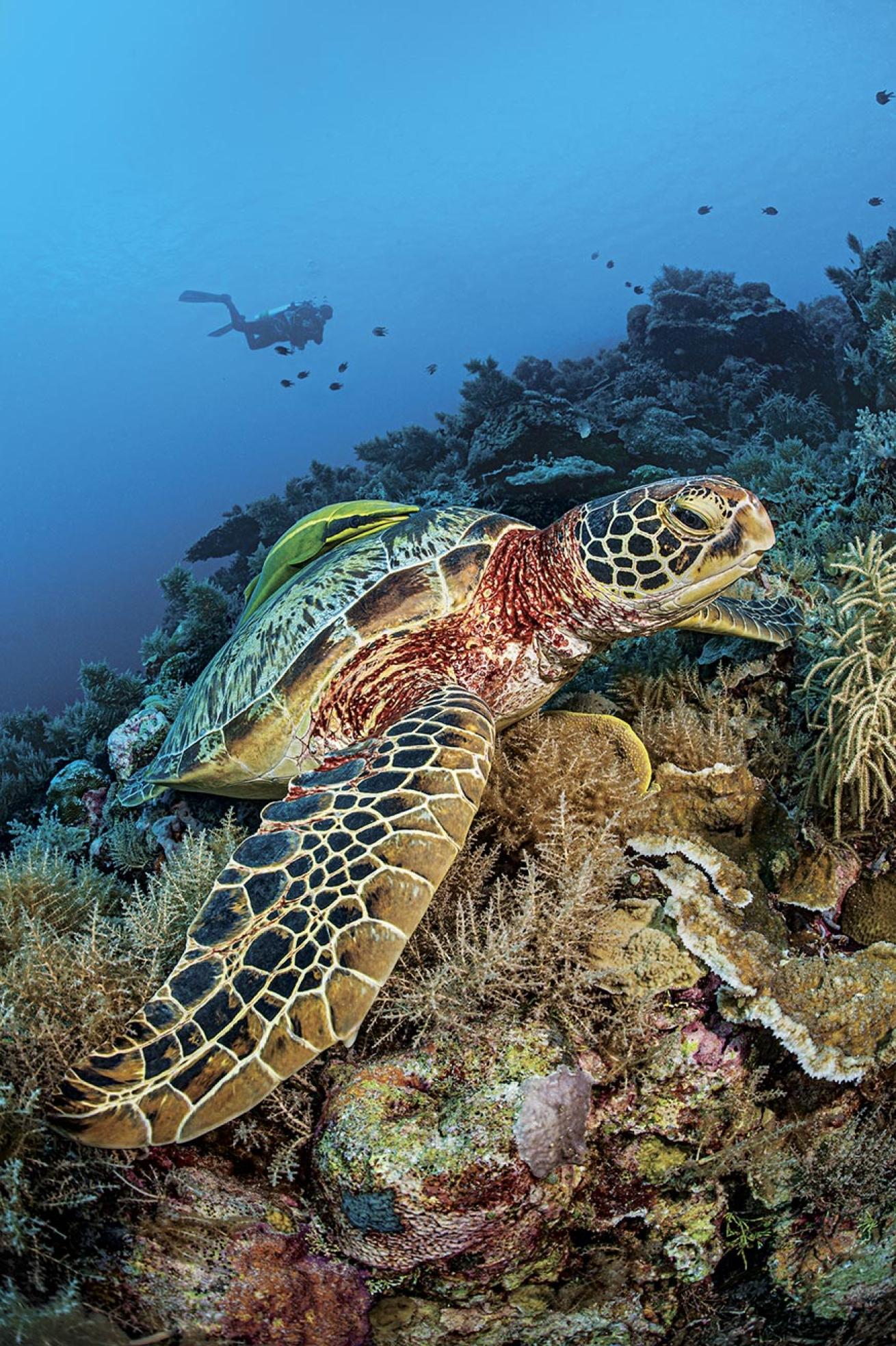 A green sea turtle touches down on the reef. 