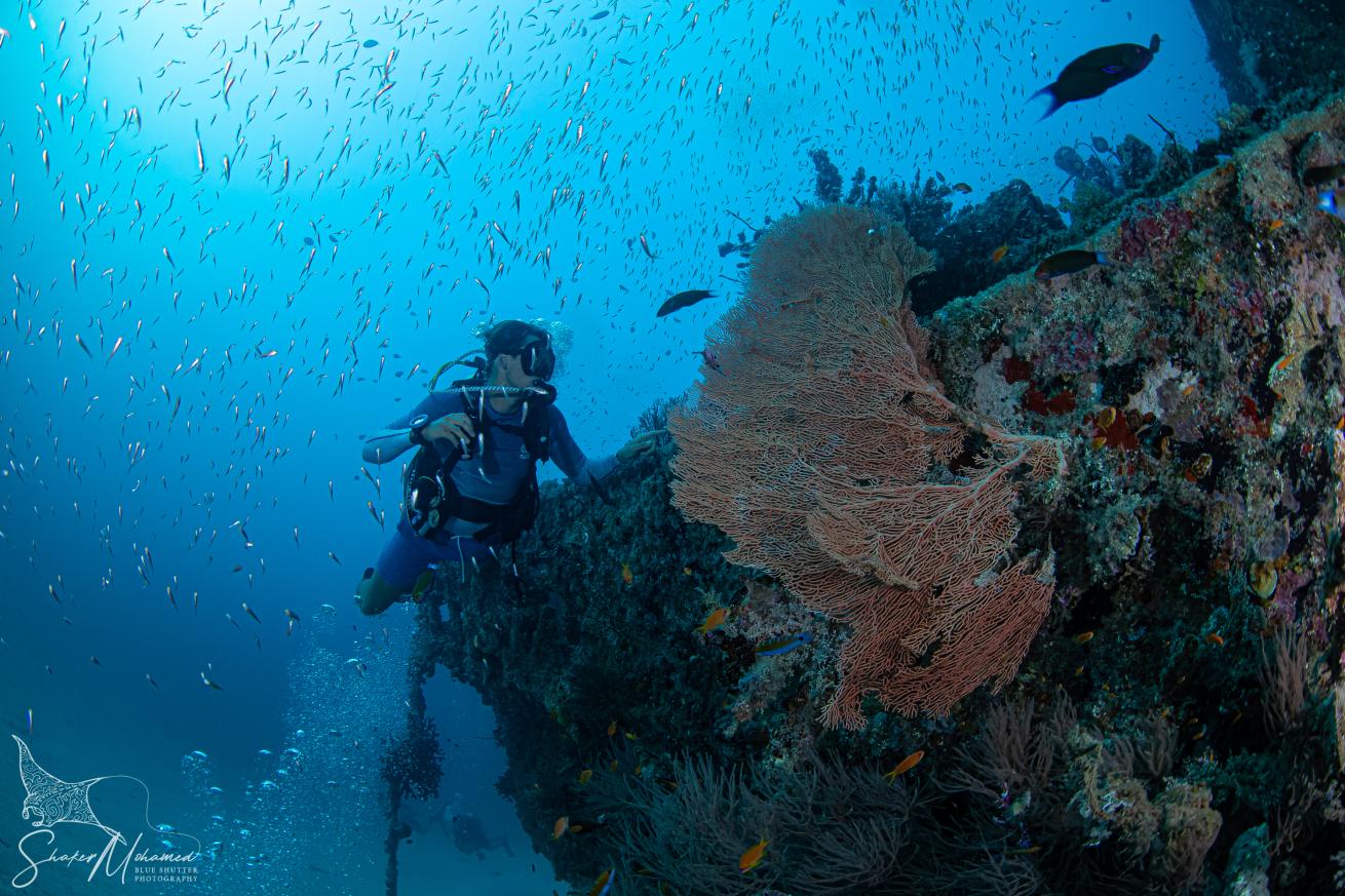 Divers enjoy beautiful reefs and wrecks during their time aboard Maldives Aggressor.