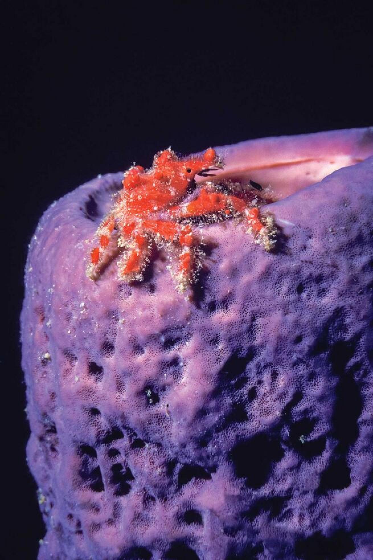 A decorator crab scuttles about on a purple tube sponge in the British Virgin Islands.