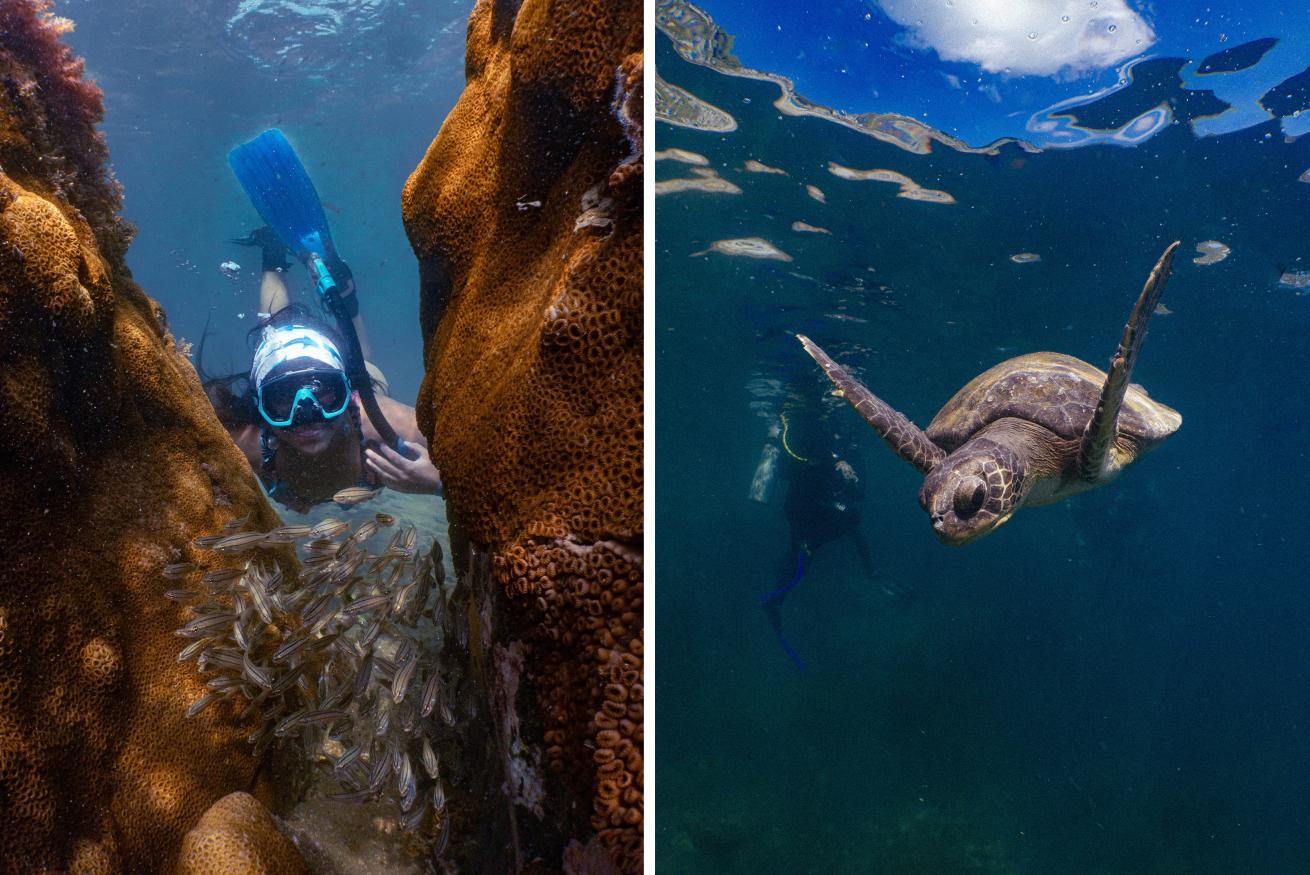 image on left of a freediver between two coral heads, on the right is a sea turtle