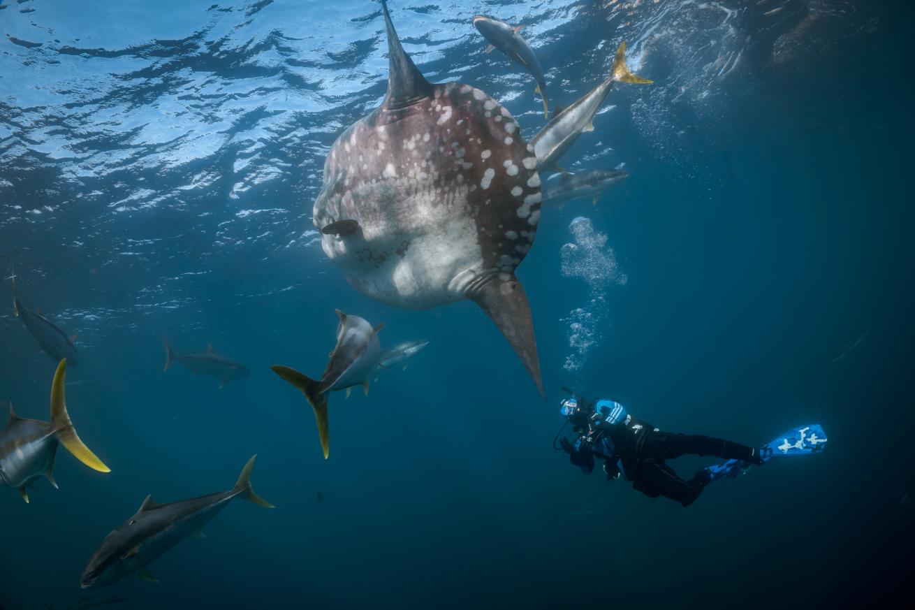 a diver and mola mola, sunfish