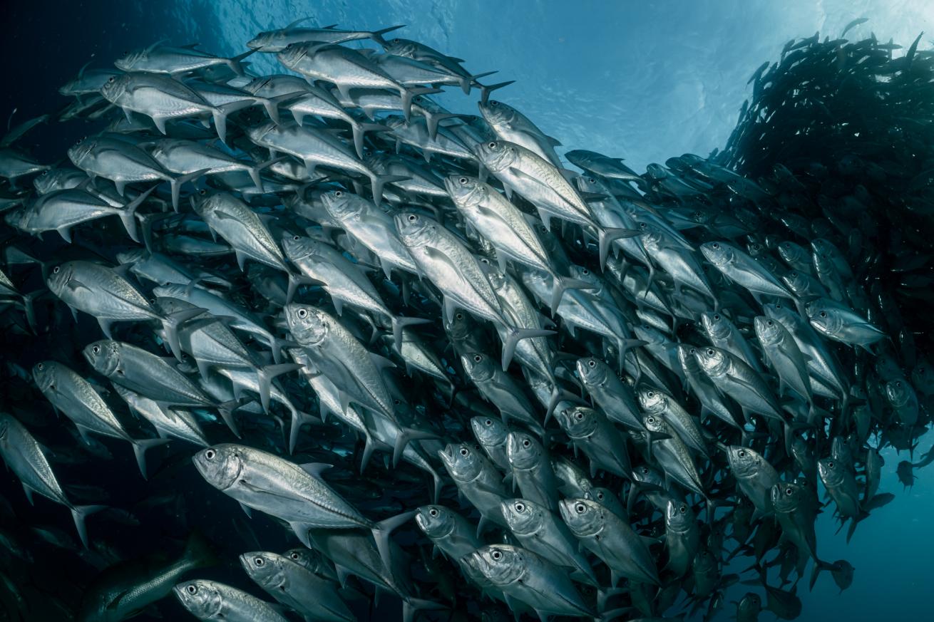 Getting up close and personal with a giant school of jacks while a diving closed-circuit rebreather.