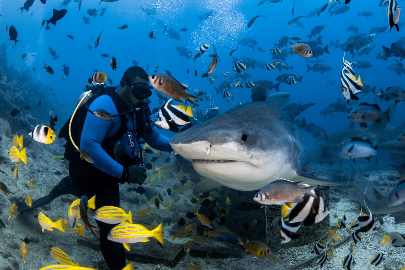 Scuba diver exploring Fijian vibrant reefs.