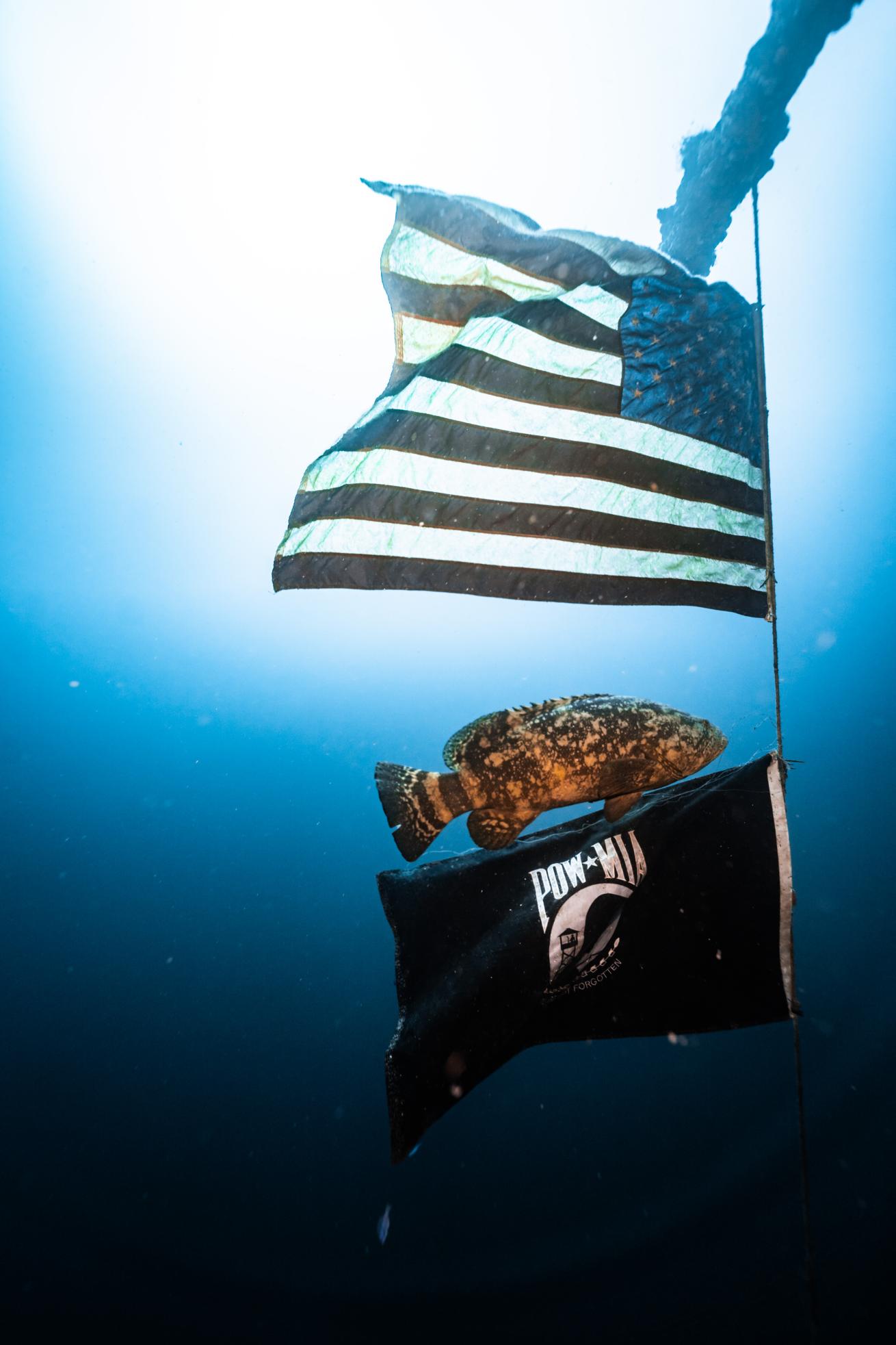 a goliath grouper between two flags