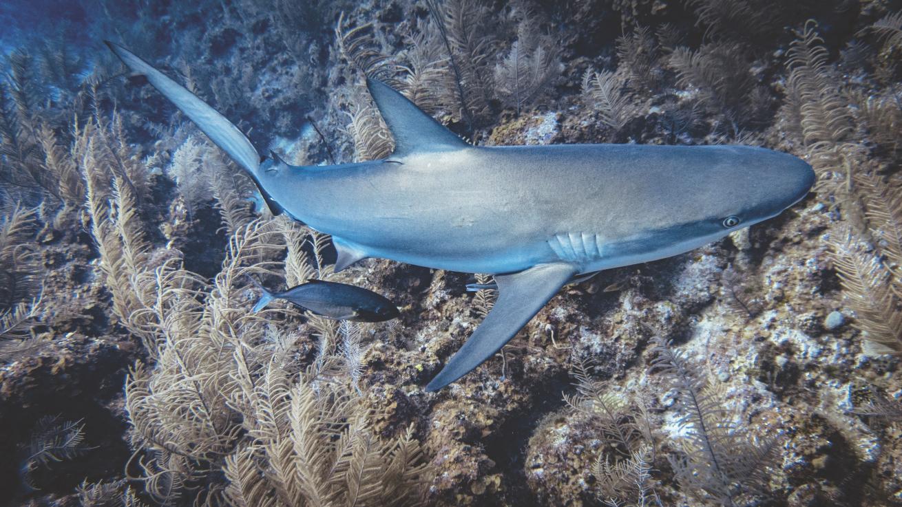 Caribbean reef sharks abound in the protected waters around Colombia’s Providencia Island.