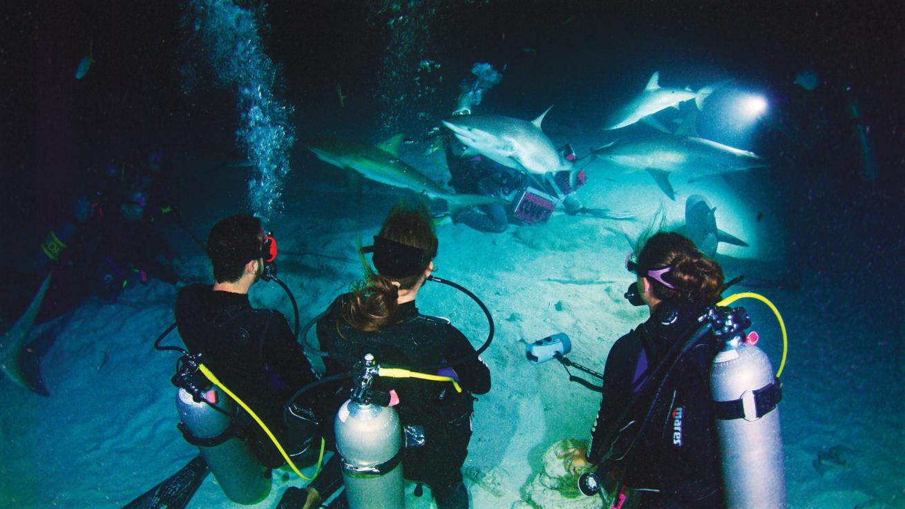 sharks being fed at night surrounded by divers at Stuart Cove's in the Bahamas