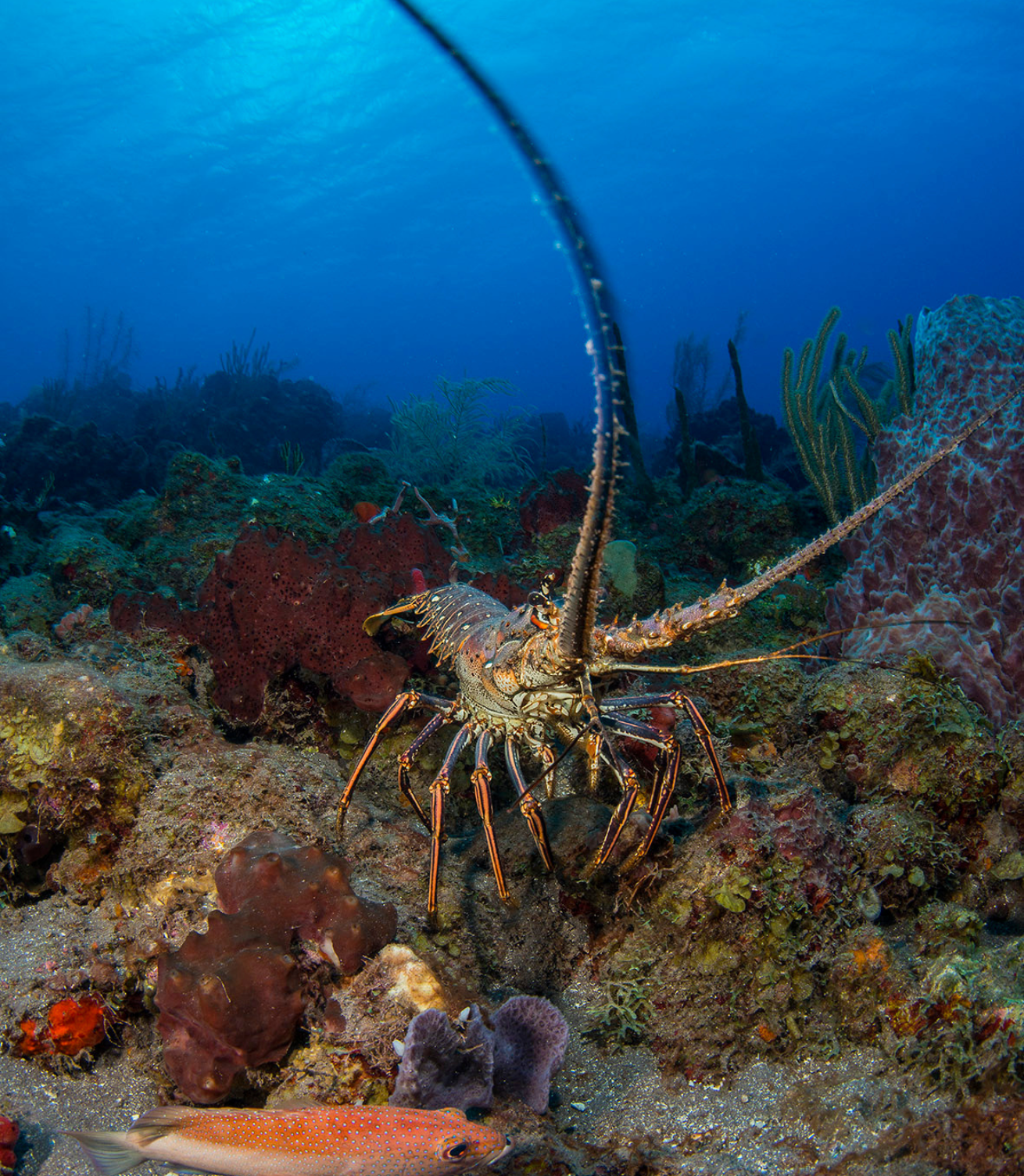 Lobster Underwater