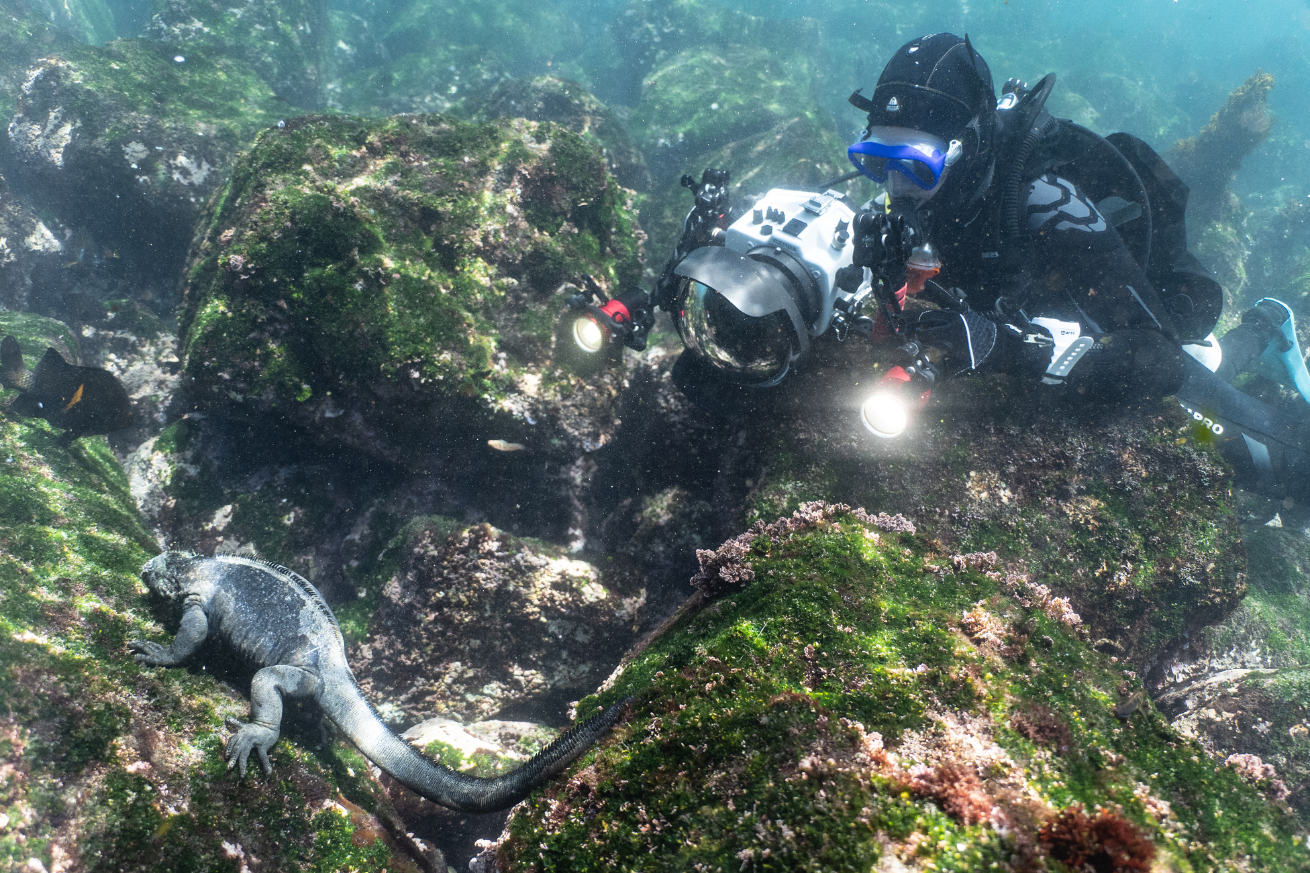 A person in scuba gear with a lizard under water