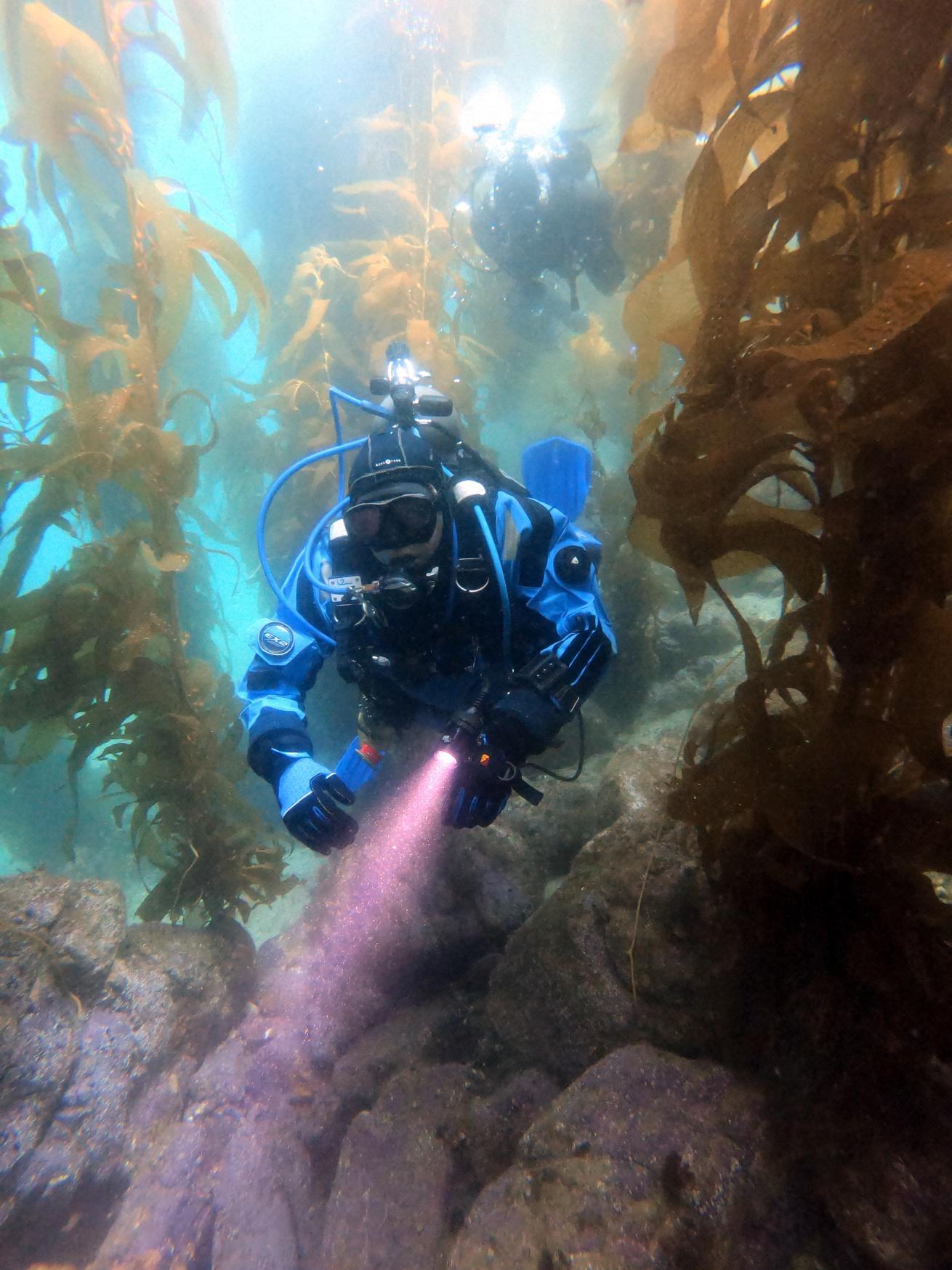 a diver in kelp forest