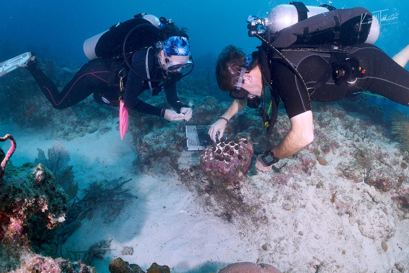 Divers planting coral 