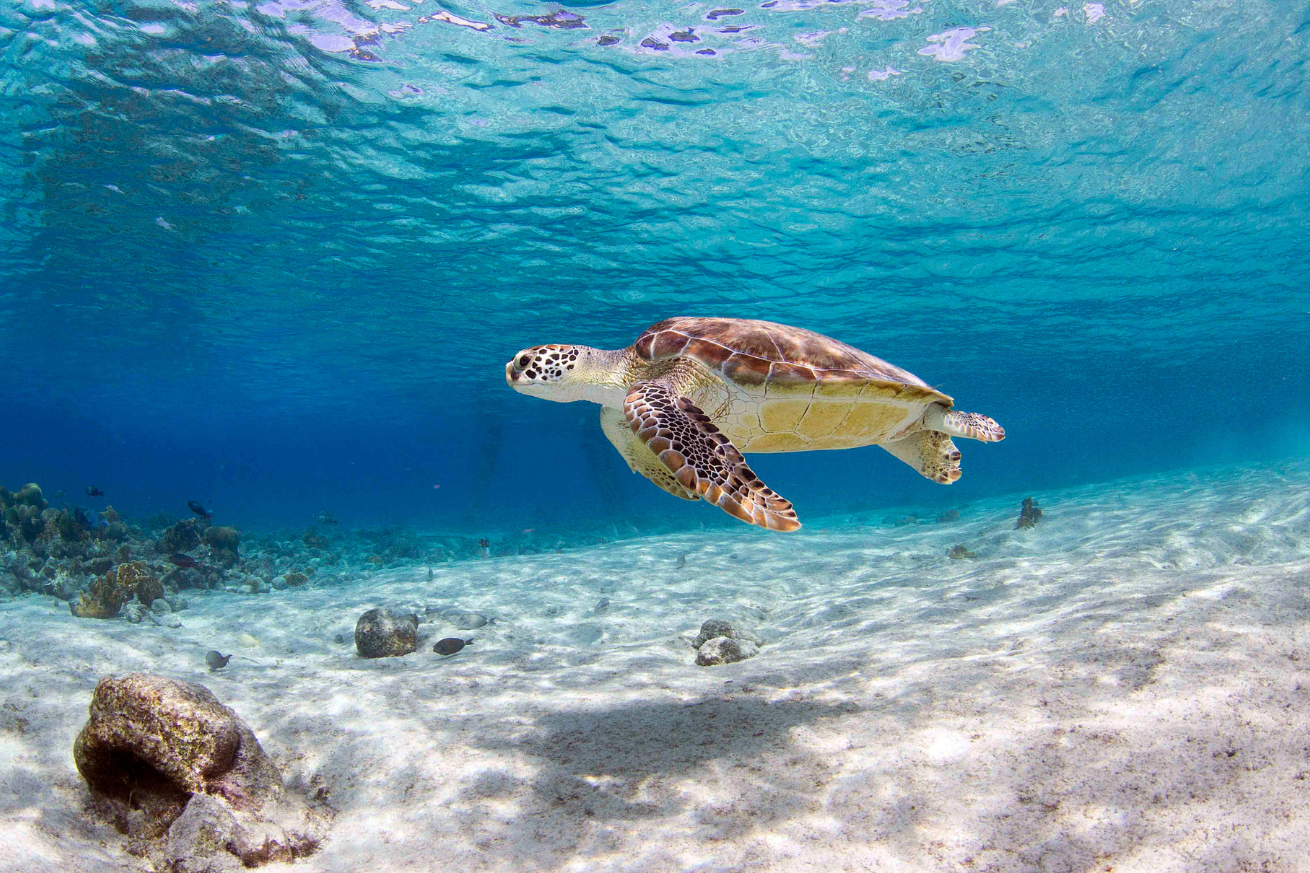 Turtle underwater