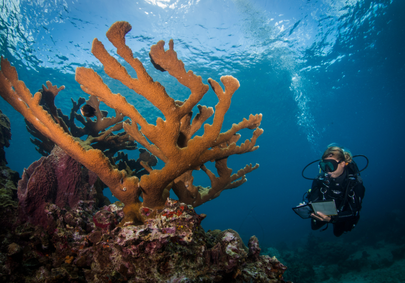 A person in scuba gear under water