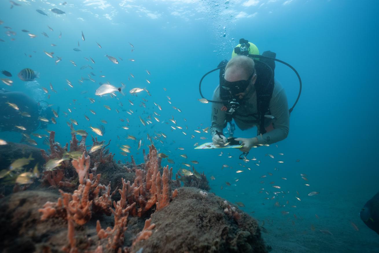 scuba diver underwater writing on a clipboard with pink sponges and tropical fish around him