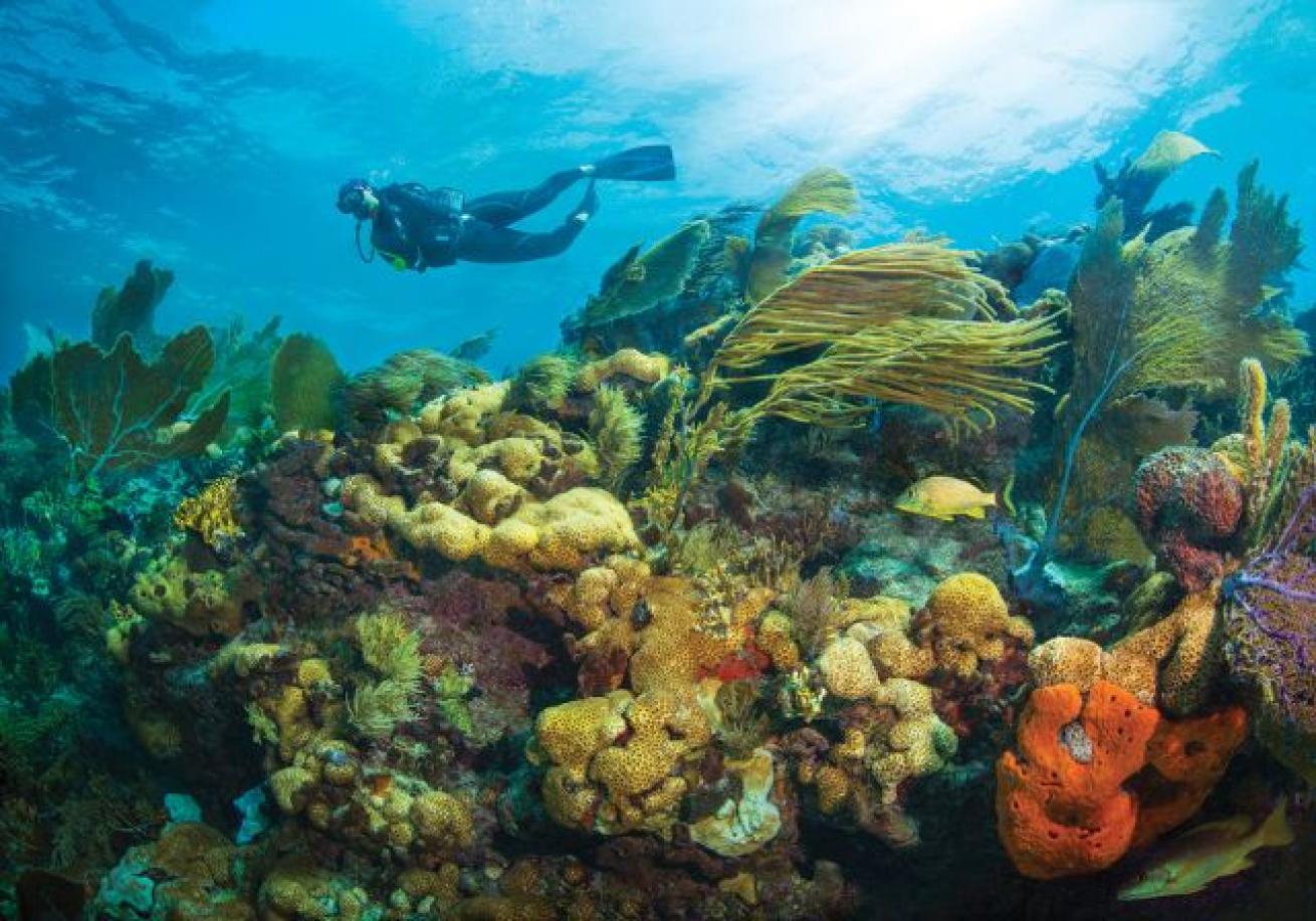 A scuba diver swimming under water