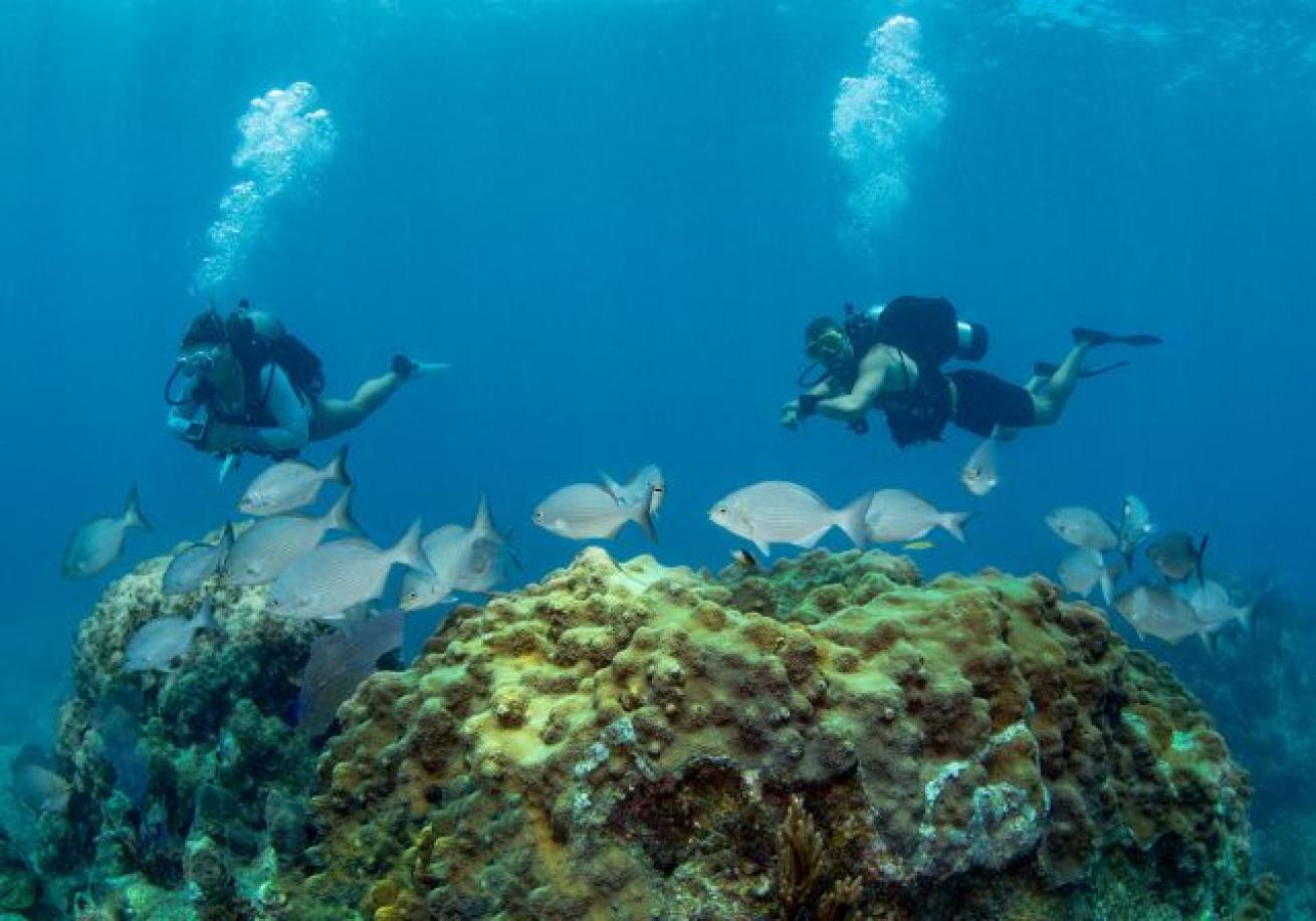 Scuba divers swimming under water