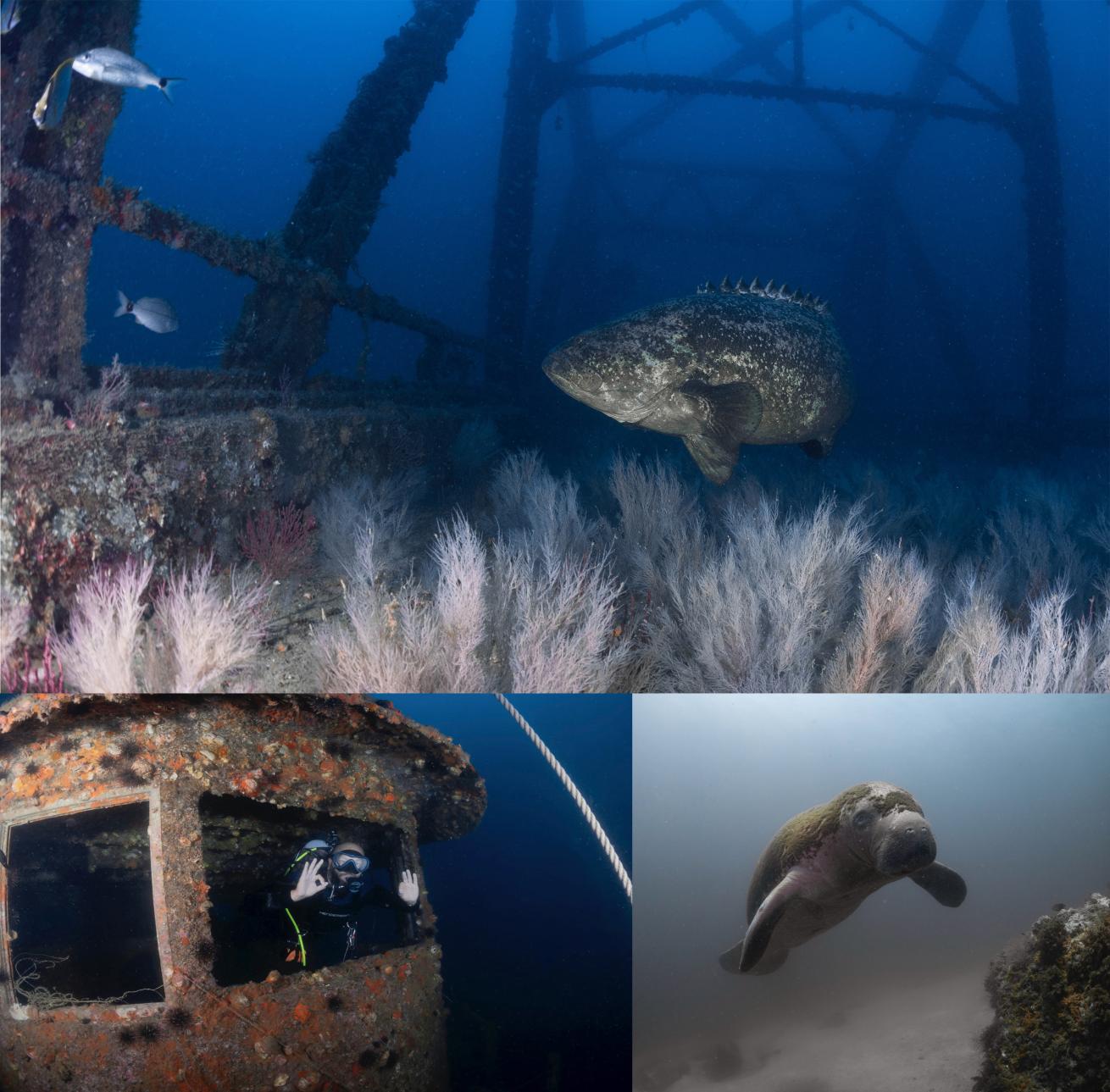  A goliath grouper hangs out at Dupont Bridge Span 2; a manatee on a shore dive at Panama City’s St. Andrews State Park; a diver poses inside the heavily encrusted wreck of the USS Accokeek