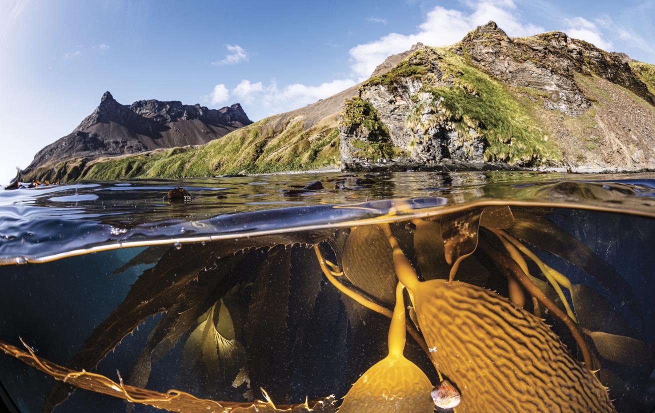 Giant kelp off Fortuna Bay, where Shackleton eventually made his way overland to Stromness, South Georgia.