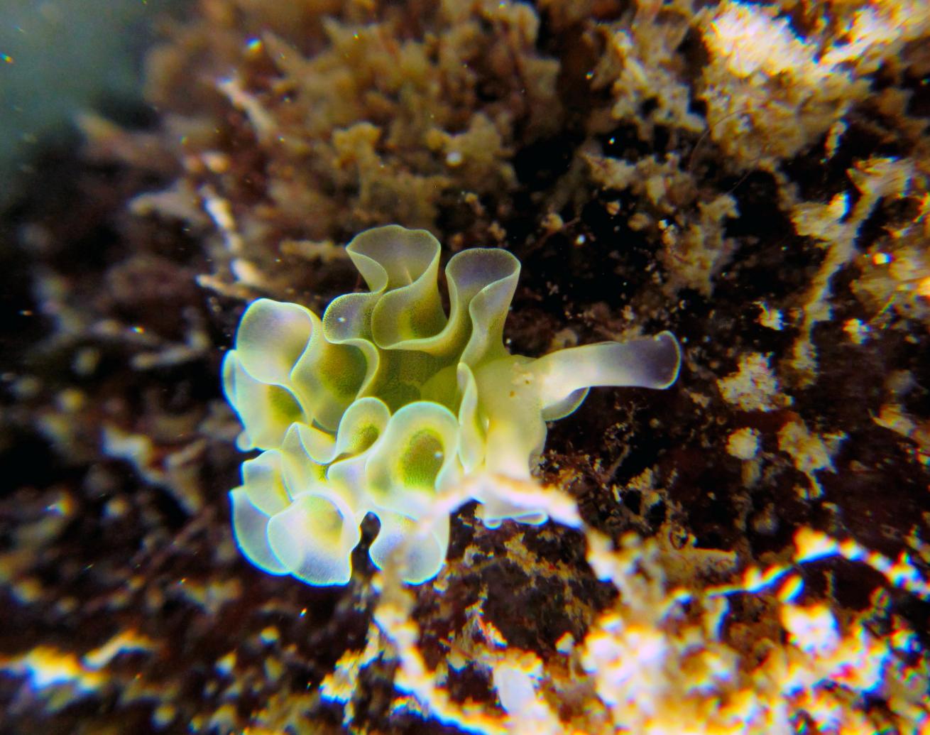 Look closely on the surface of marine sponges and you might spot a small nudibranch like this lettuce sea slug (Elysia crispata).