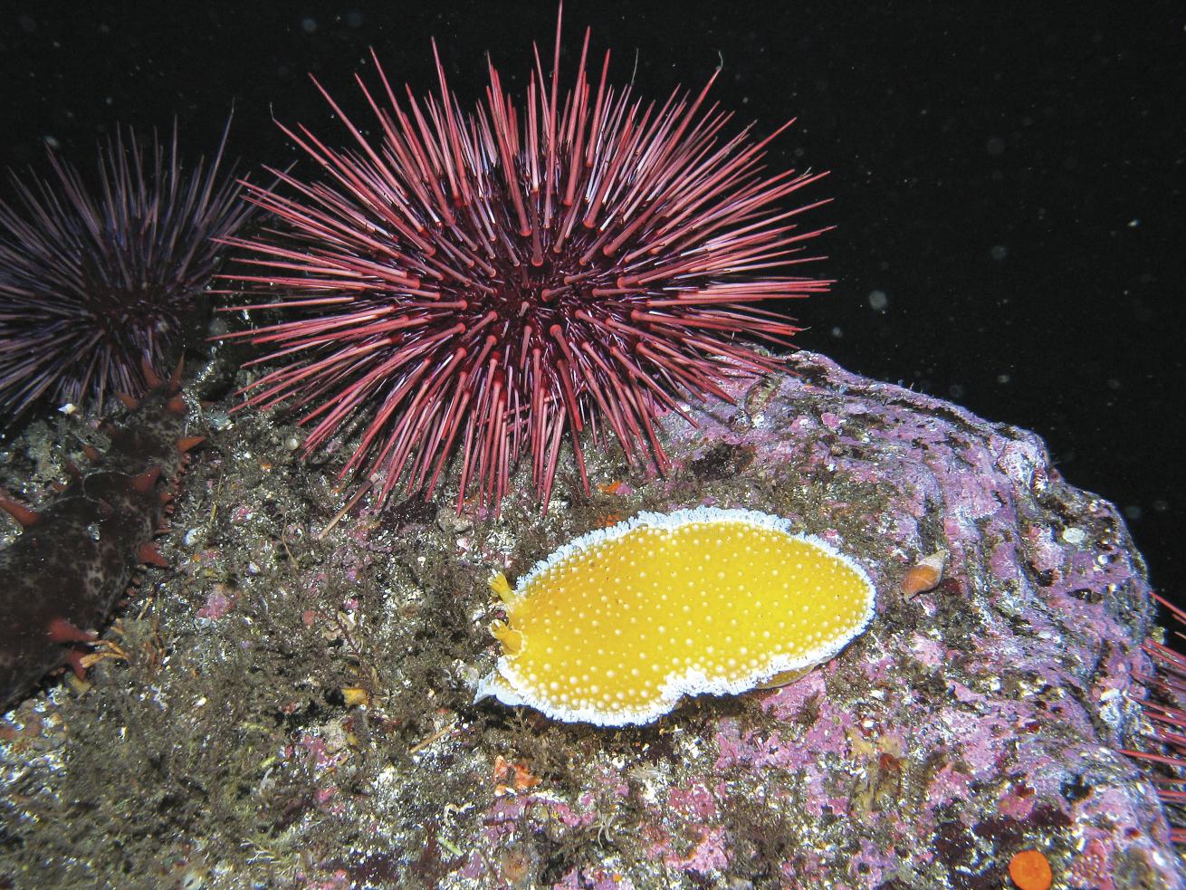 An orange peel nudibranch (Tochuina gigantea) crawls past urchins on a wall at about 30 feet.